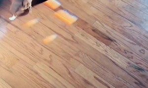 Owner Panics as Dog Chases Rat