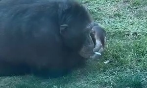 Gorilla Smokes a Cigarette at the Zoo