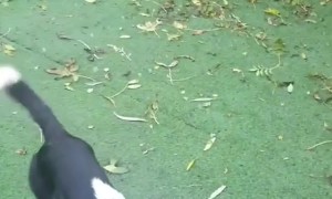 Border Collies Jumping for Bubbles