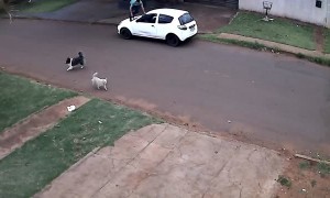 Delivery Man Makes a Great Escape