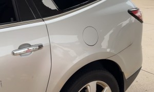 What Kind of Dog Is This?