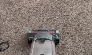 My Cat When I Vacuum