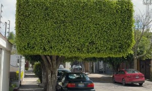 Perfectly Squared Tree