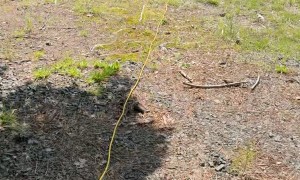 Not Your Ideal Neighbor Stealing Power Across Roadway