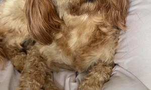 Lick Your Lips if You Were a Human