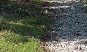 Dog Retrieves Packages for Treats