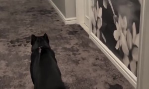 Canine Siblings In A Hotel Hallway