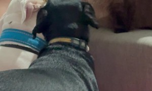 Cat Gives Pitbull a Bath