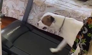 Treadmill Pittie Takes A Jog