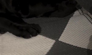 Dogs Stop Playing When They Notice Camera