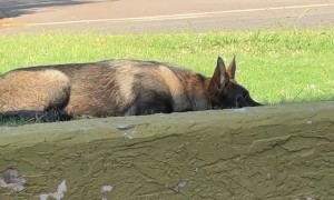 Abandoned Dog Who Was Running From Everybody Finally Let Us Touch Her