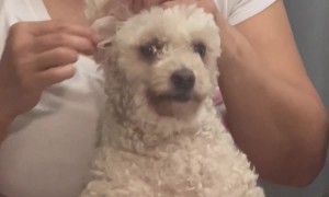 Moms and Their Crusty White Dog