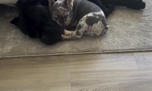 Lil Frenchie and Big Large Cane Corso Snuggle