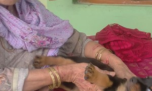 Rottweiler Teases Grandma With Puppy Teeth