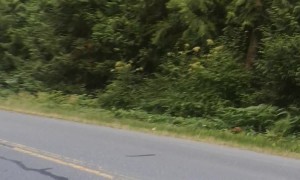 Rottweilers in the Street