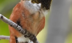 Allen's Hummingbird Preening