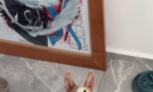 Dog With Angry Eyebrows