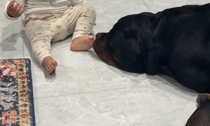 Daughter and Rottweiler Share an Adorable Bond