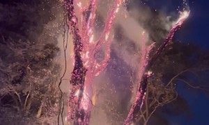 Controlled Burn of 100-Year-Old Dead Tree