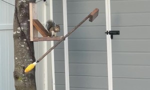 Squirrel Eats Corn on a Squirrel Spinner