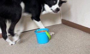 Simba Finds Stacking Cups Too Easy