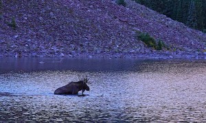 Bull Moose Swims in Mountain Lake