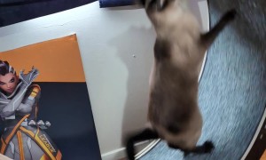 Cats Share Cat wheel.. Sorta