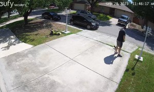 Bug Startles Man Doing Yard Work