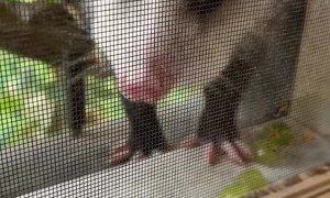Opossum Eating Grapes on the Windowsill