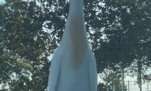 Bird Perches in Front of Driver's Windshield