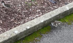 Papa Duck Protecting Babies From Uni Student