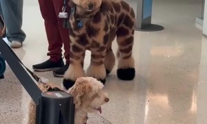 Dog Looks Like a Giraffe
