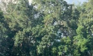 Brawl Breaks Out at Senior Soccer League