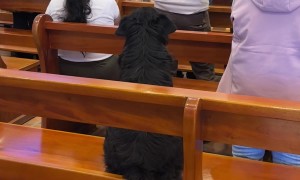 Dog Enjoys the Music at Mass