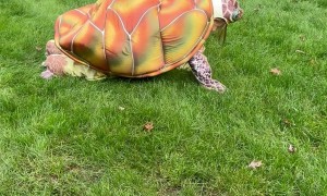 Young Turtle Enthusiast's Halloween Costume