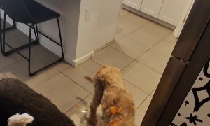 Carrot Slicing Lunch Extravaganza