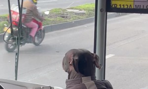 Dog Rides with Bus Driver