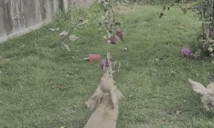Dachshunds Try to Get an Apple Off the Tree
