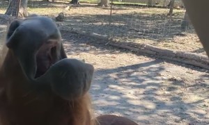 Hungry Horse Opens Wide