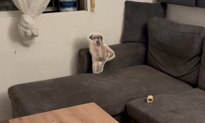 Dog Doesn't Trust Stuffed Doppelganger