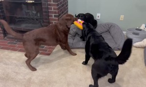 Trio Of Labradors Pull Toy From Every Direction