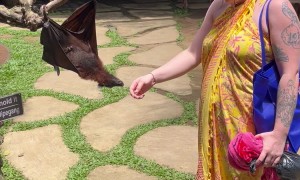 Bat Gives Woman a Hug