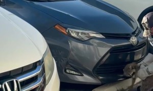 Animal Control Removes Angry Raccoon From Car Bumper