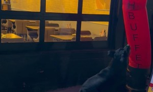 Rottweiler Plays With Wacky Waving Tube Man