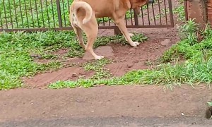 Clever Pup Tugs Gate Open