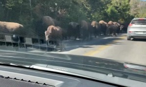 Bison Herd Passes Cars In Yellowstone