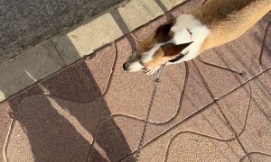 Dog's Shadow Looks Like a Donkey