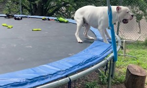 Dog Gets the Zoomies on a Trampoline