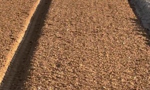 Storks picking organic worm