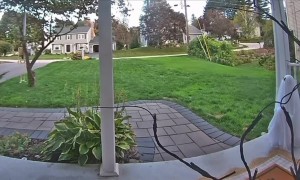 Skunk Just Wants to Play